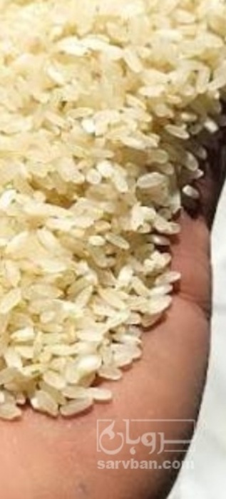 فروش برنج