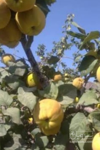 فروش به میوه