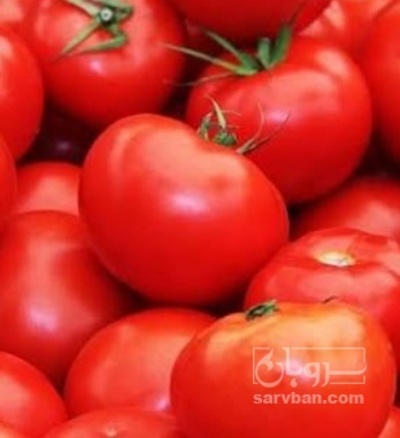 فروش گوجه فرنگی