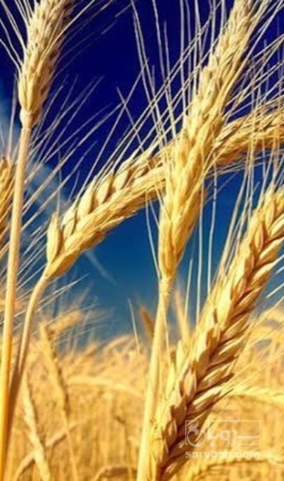 فروش گندم