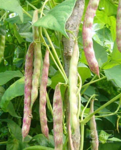 فروش لوبیا چیتی سبز