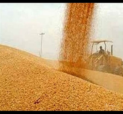 فروش گندم