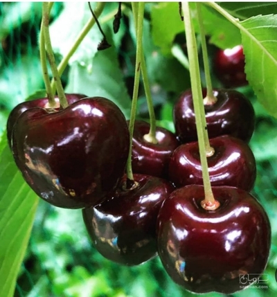 فروش گیلاس