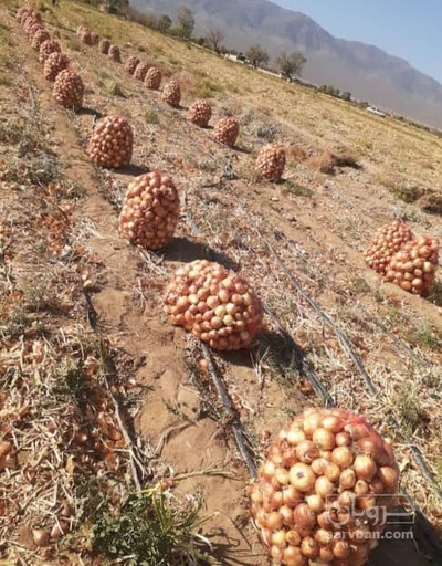 فروش پیازطلایی