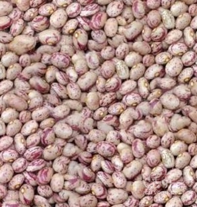 فروش لوبیا چیتی