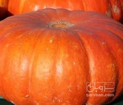 فروش کدو گرد قرمز