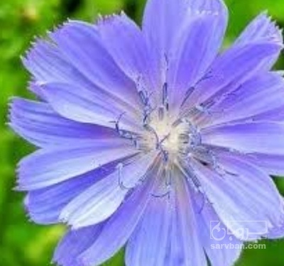 فروش عرق کاسنی