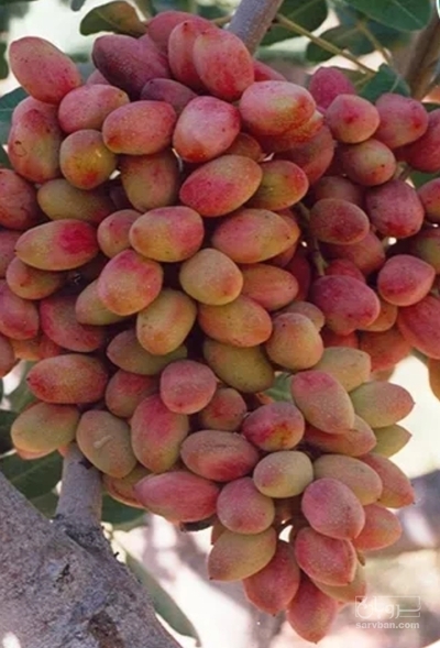 فروش پسته احمدآقایی