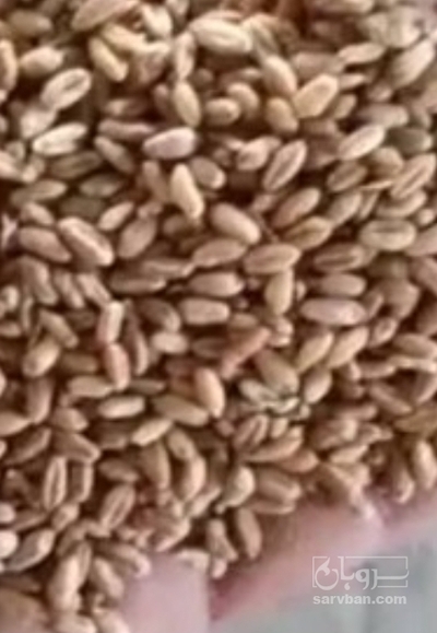 فروش گندم