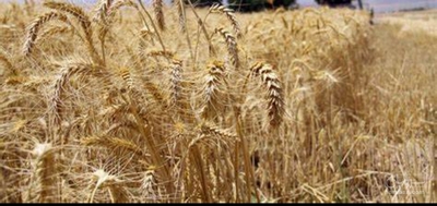 فروش گندم