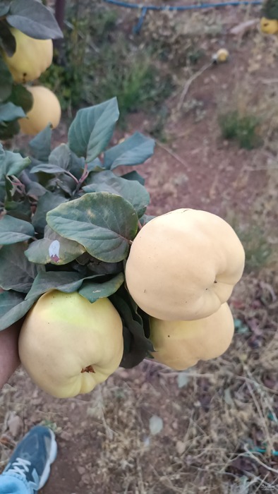 فروش به میوه