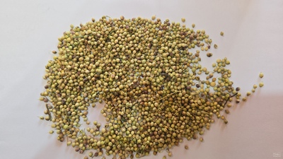 فروش تخم گشنیز (گیاه‌ دارویی)