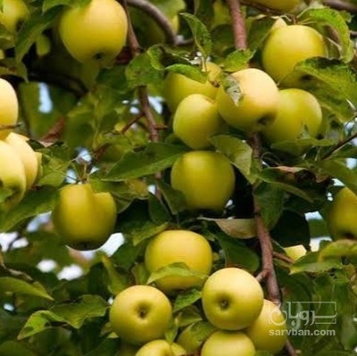 فروش سیب زرد