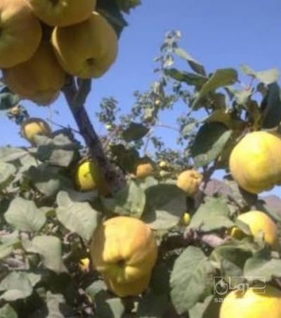 فروش به میوه