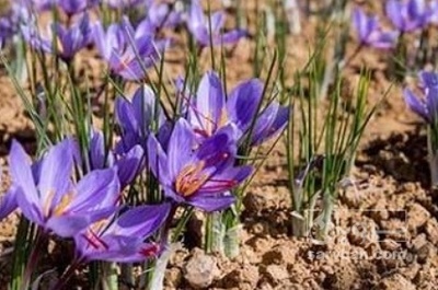 فروش زعفران (گیاه‌ دارویی)