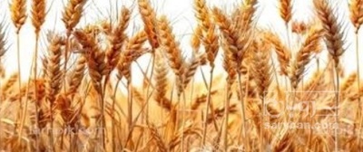 فروش گندم