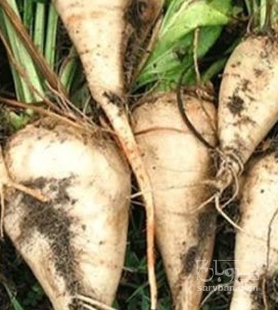 فروش چغندر قند