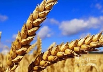 فروش گندم