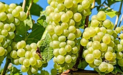فروش انگور