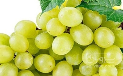 فروش انگور