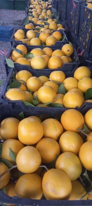 فروش پرتقال