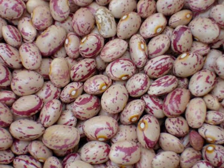 فروش لوبیا چیتی