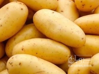 فروش سیب زمینی بامبا