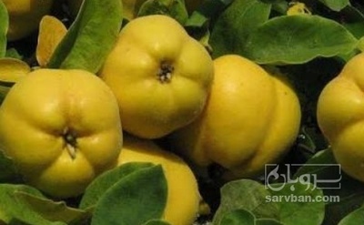 فروش به میوه