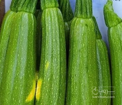 فروش کدو  سبز