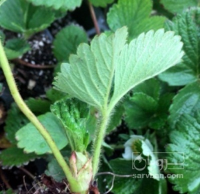 فروش نشا توت فرنگی