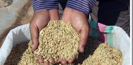 فروش شلتوک برنج