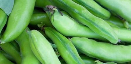 فروش لوبیا سبز