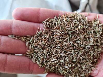 فروش بذر زیره