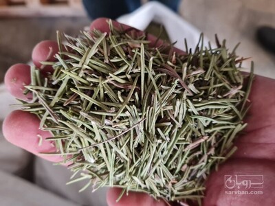 فروش رزماری (گیاه‌ دارویی)