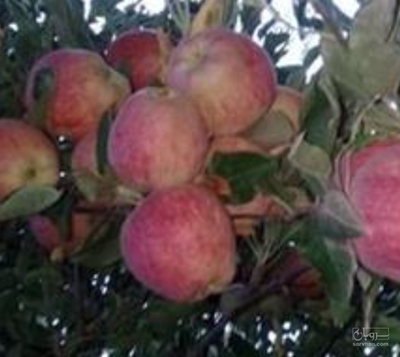فروش سیب