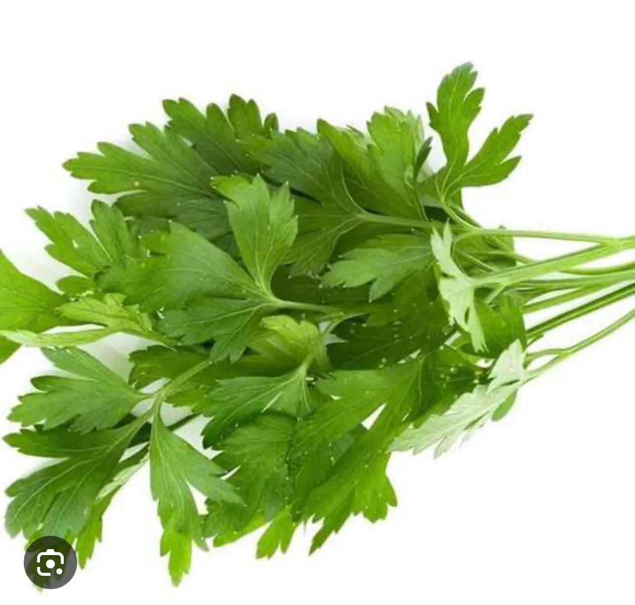 فروش جعفری تازه