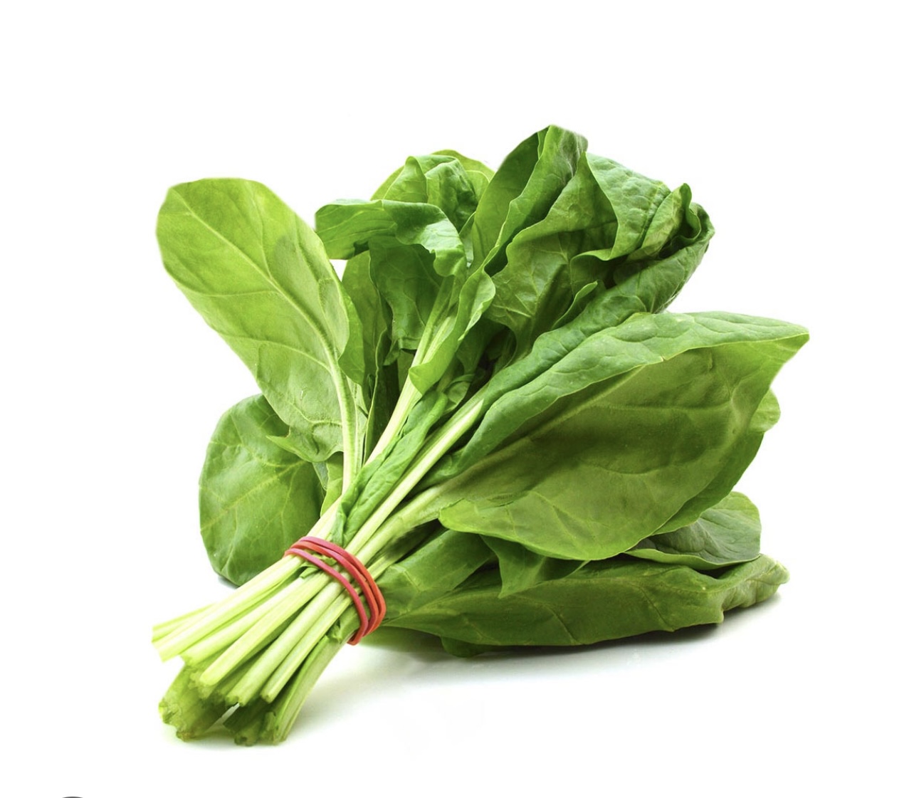 فروش گیاه اسفناج