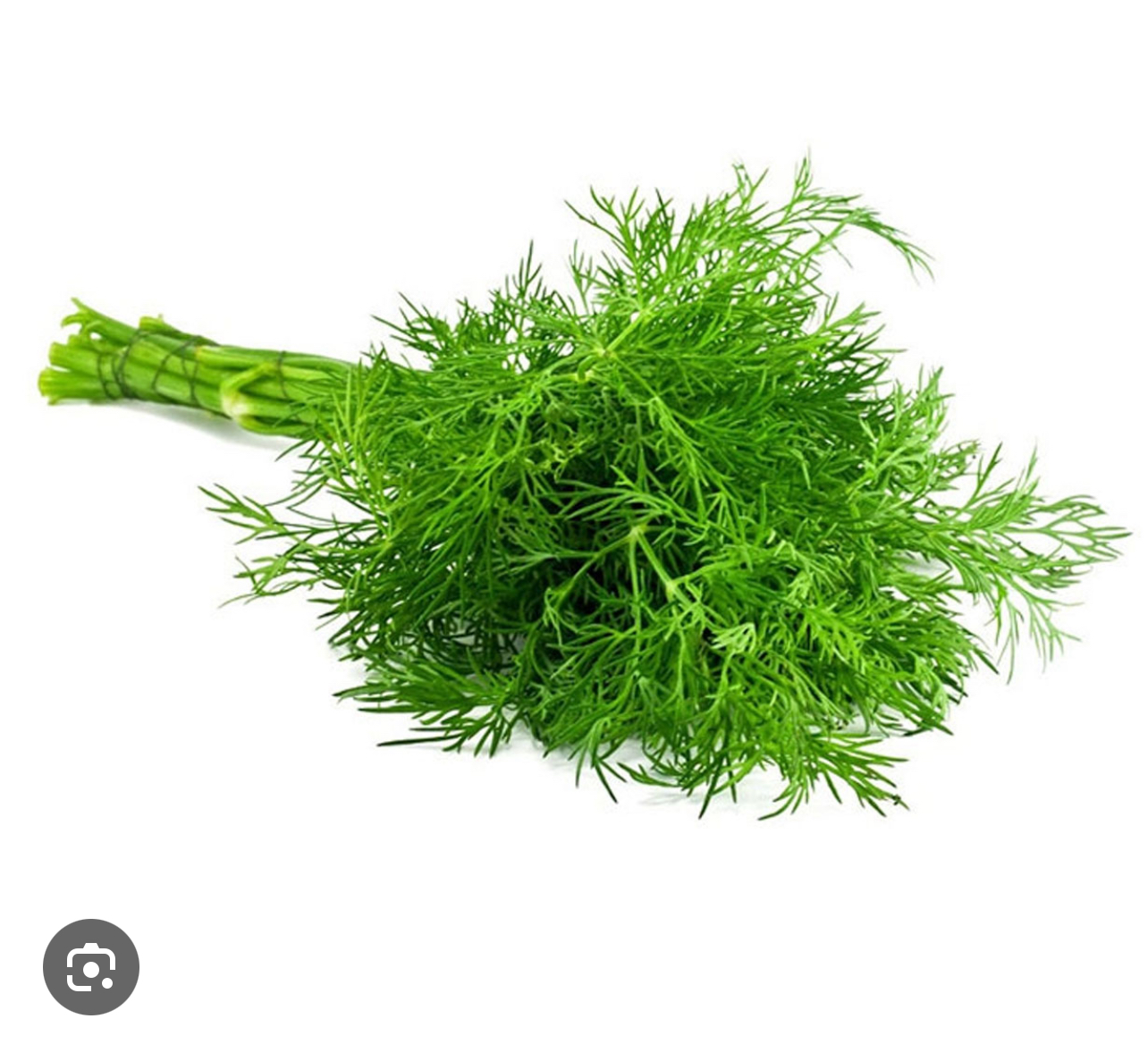 فروش شوید تازه