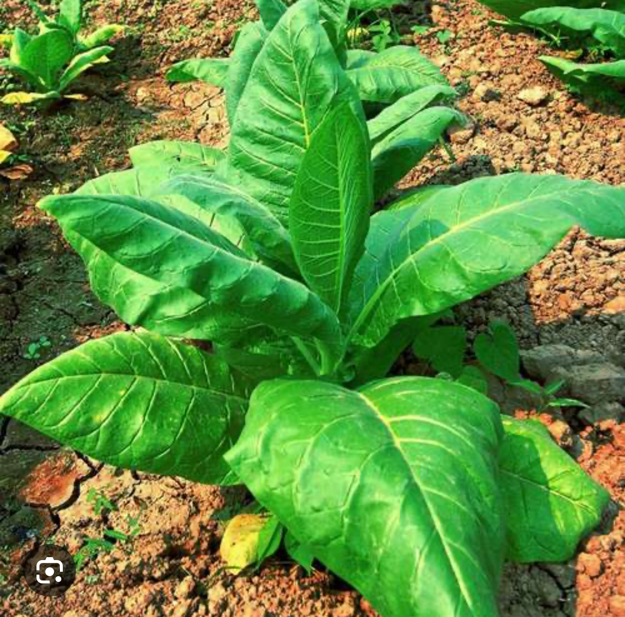 فروش تنباکو کوهی (گیاه‌ دارویی شیش کیلو تنباکو اماده فروش)