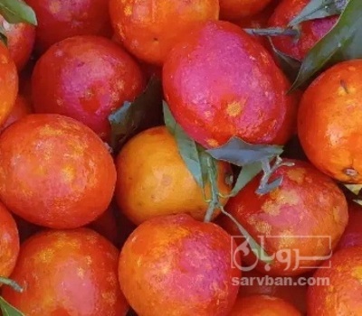 فروش پرتقال