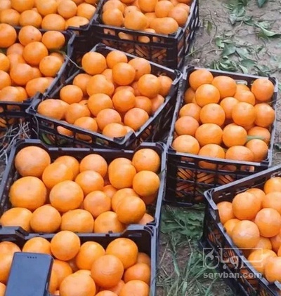 فروش نارنگی