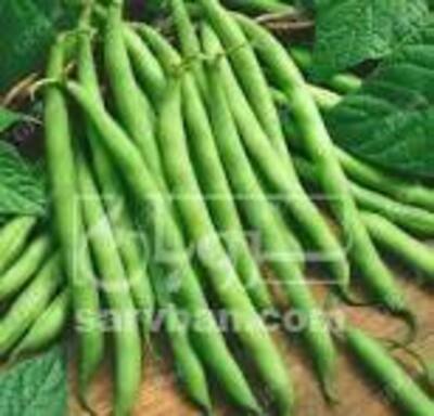 فروش لوبیا سبز