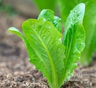 فروش کاهو ایرانی - رومانو