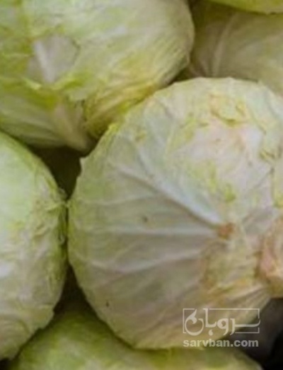 فروش کلم برگی سفید