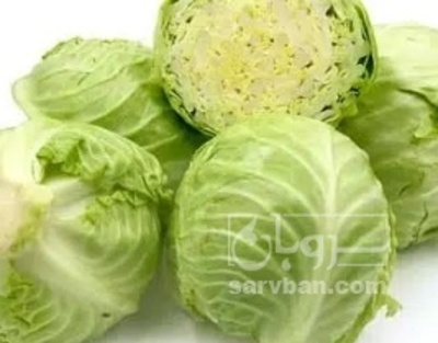 فروش کلم برگی سفید