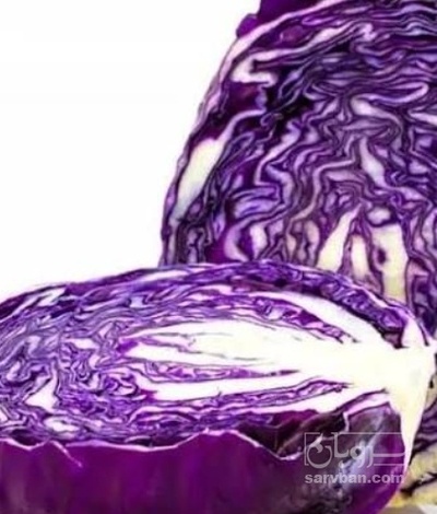 فروش کلم برگی قرمز