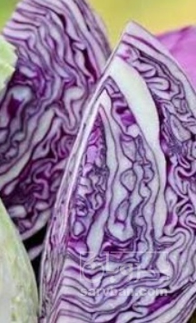 فروش کلم برگی بنفش