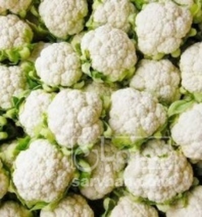 فروش گل کلم