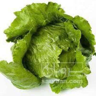 فروش کاهو ایرانی - رومانو