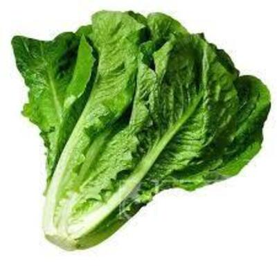 فروش کاهو ایرانی - رومانو